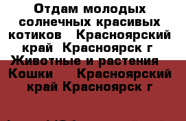 Отдам молодых солнечных красивых котиков - Красноярский край, Красноярск г. Животные и растения » Кошки   . Красноярский край,Красноярск г.